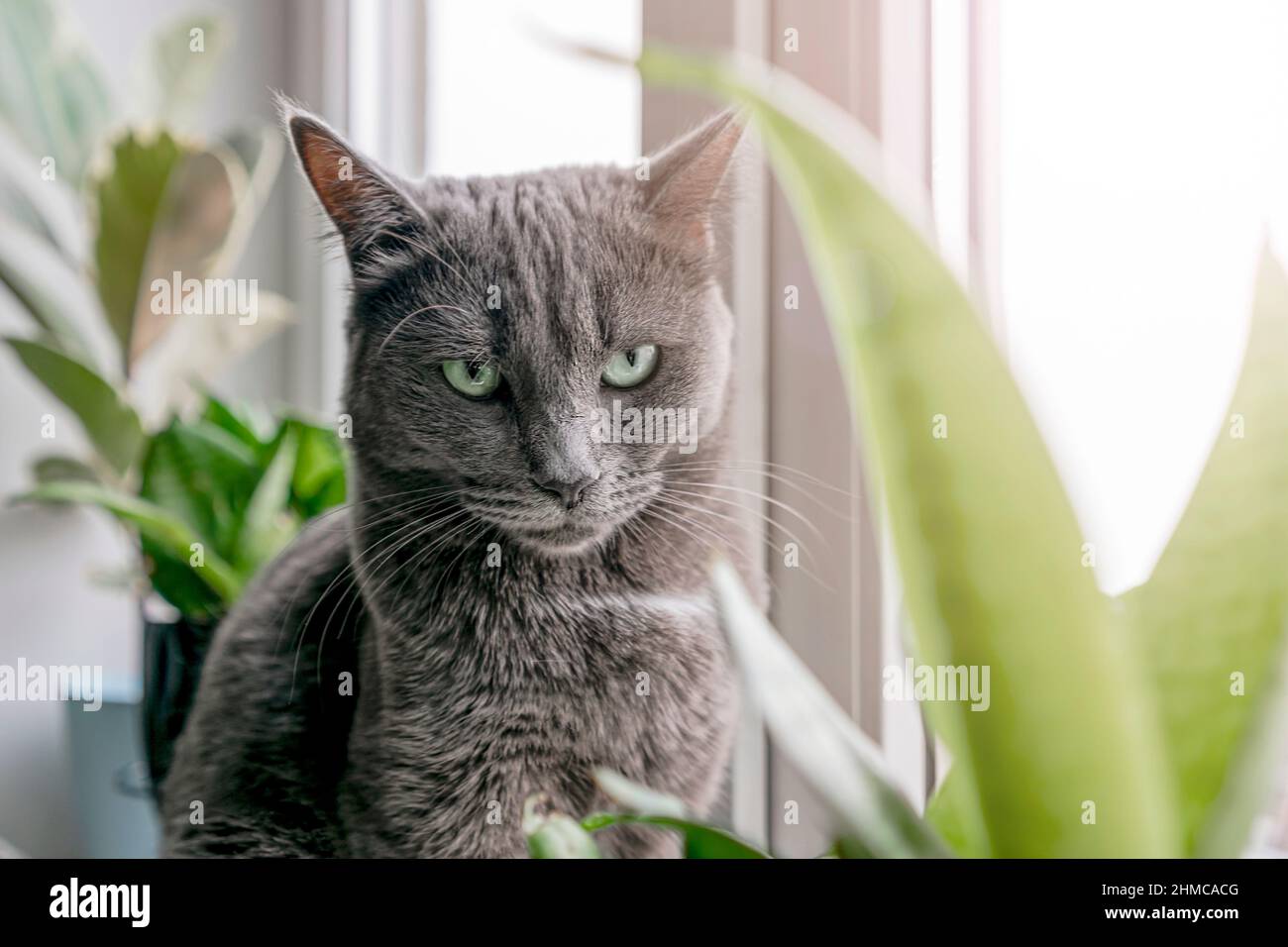 Un joli chat domestique gris repose sur un rebord de fenêtre entouré de plantes vertes. Un animal de compagnie doux donne sur la fenêtre à la lumière du jour. Concept vétérinaire. Banque D'Images