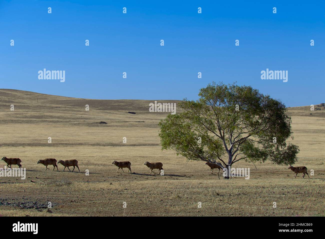 Les moutons qui marchent dans la sécheresse ont affecté le pâturage du paysage doré près d'Orroroo en Australie méridionale Banque D'Images