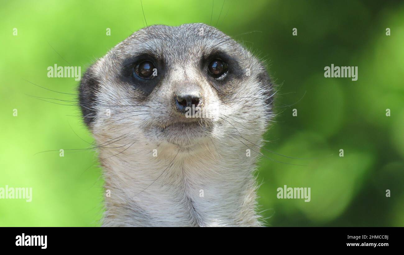 Gros plan du visage d'un meerkat sur un fond vert flou Banque D'Images