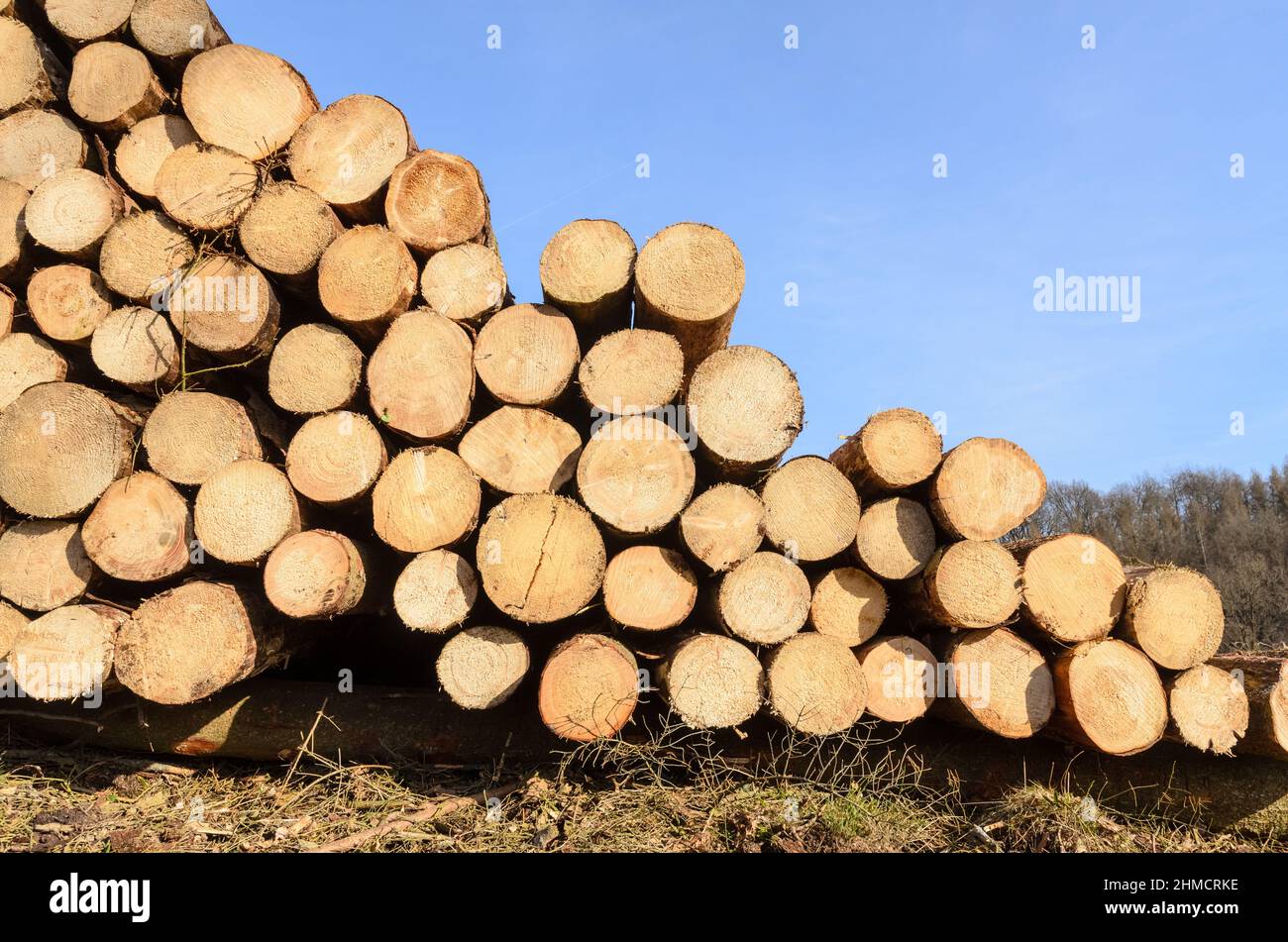 Pile d'arbres ou de grumes abattus avec une coupe transversale visible et des anneaux de croissance par âge Banque D'Images