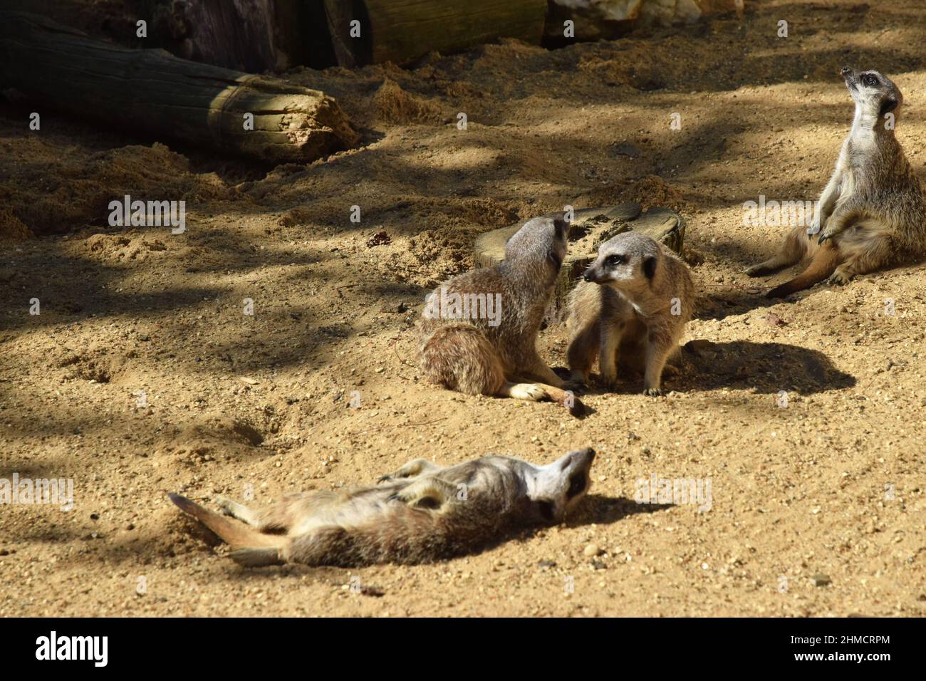 quatre meerkats, détente, angleterre Banque D'Images