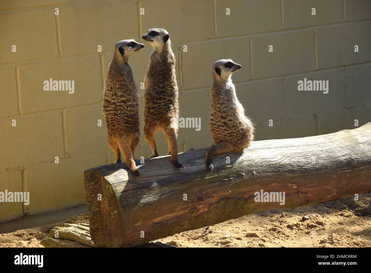 trois meerkats sur le belvédère, angleterre Banque D'Images