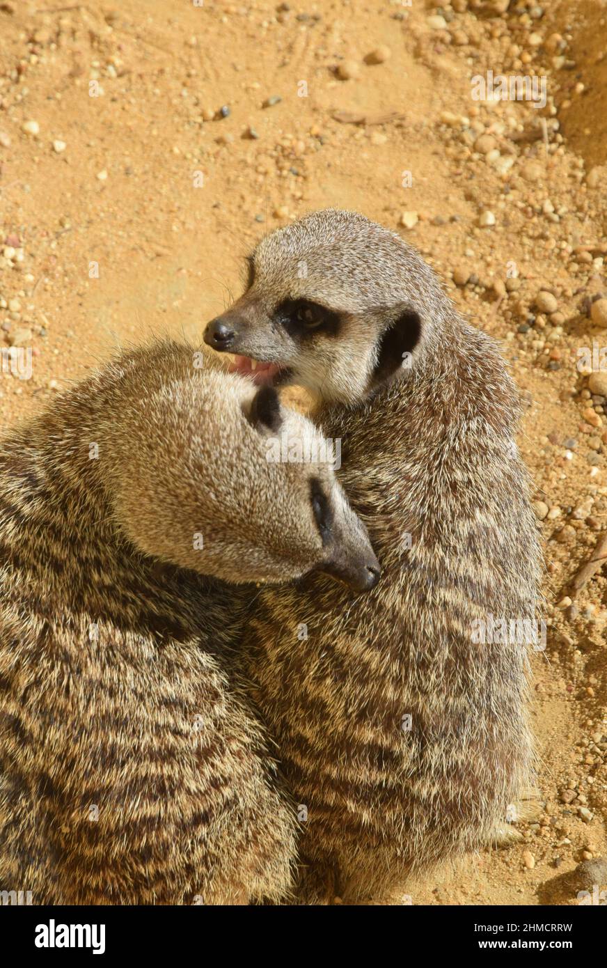 deux meerkats toilettage, angleterre Banque D'Images