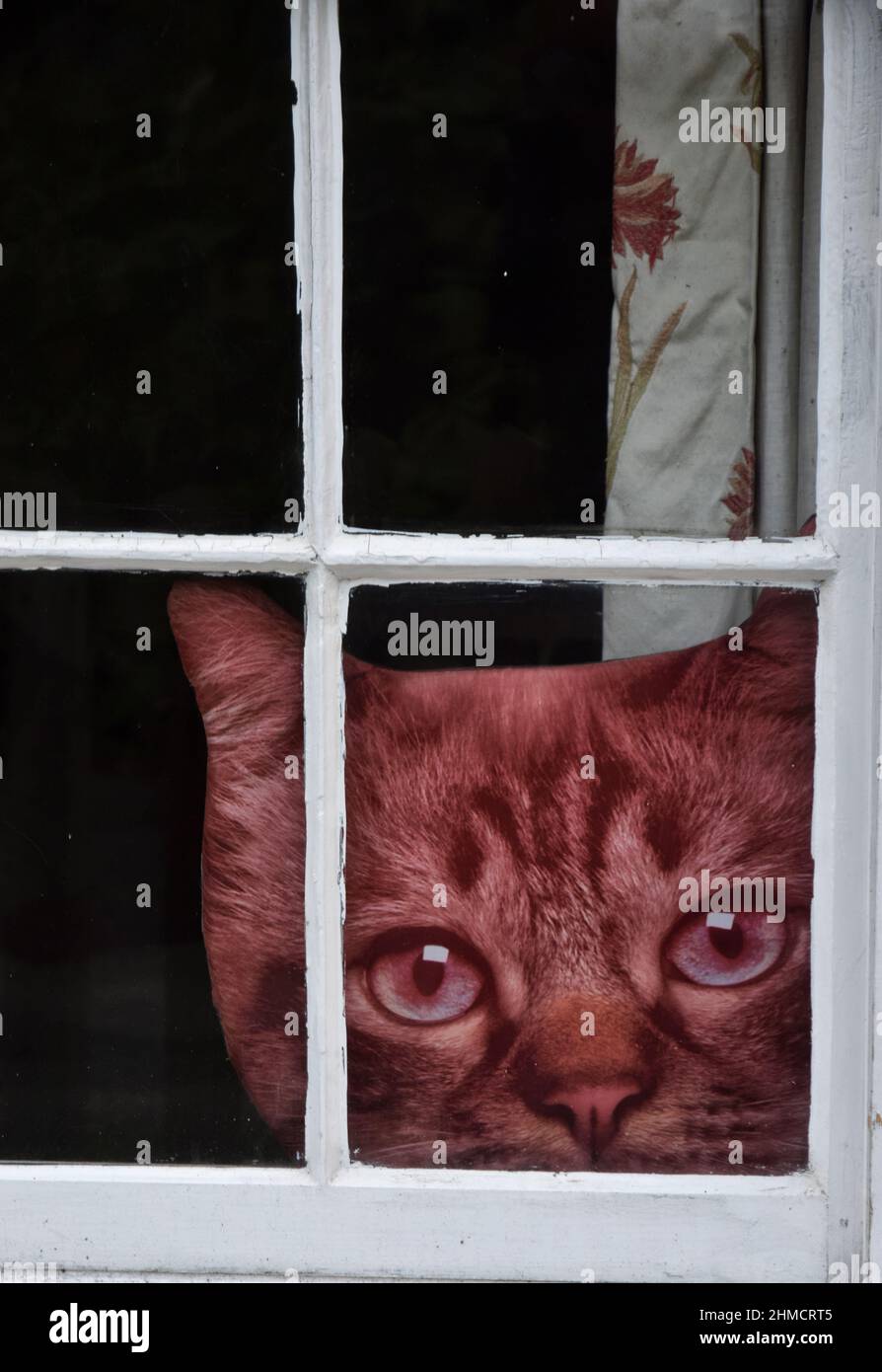 face en carton d'un chat à fenêtre, suffolk, angleterre Banque D'Images