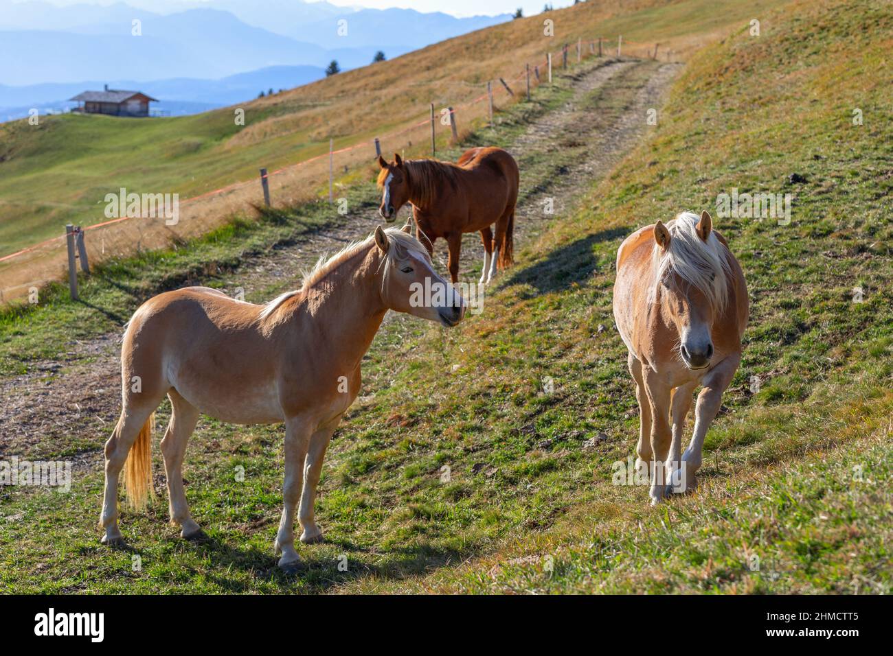 Jeunes chevaux (Haflinger) dans un alpage de haute montagne à Seiser Alm, Tyrol du Sud, Italie Banque D'Images