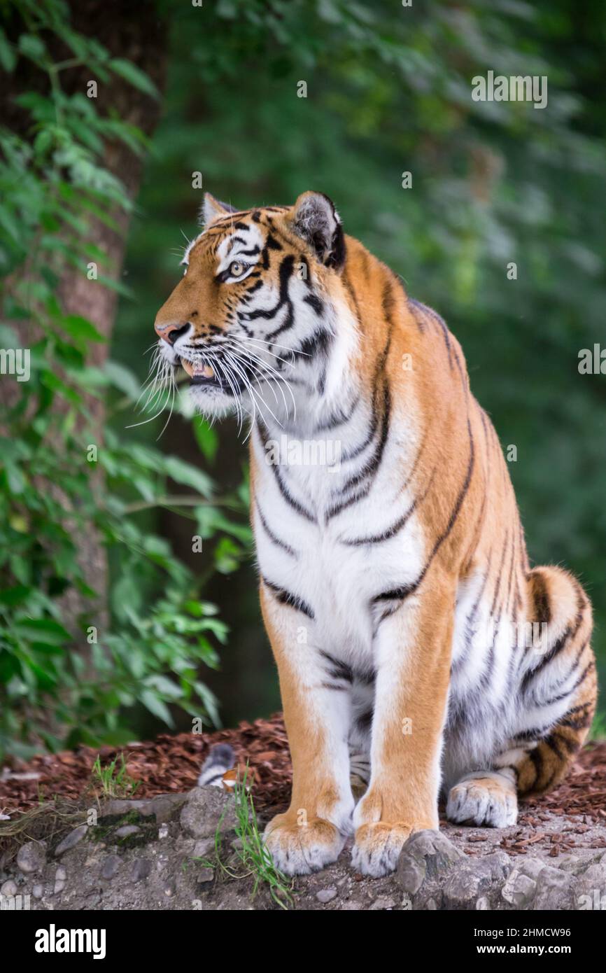 Tigre du Bengale assis sur une pierre et regardant quelque chose Banque D'Images
