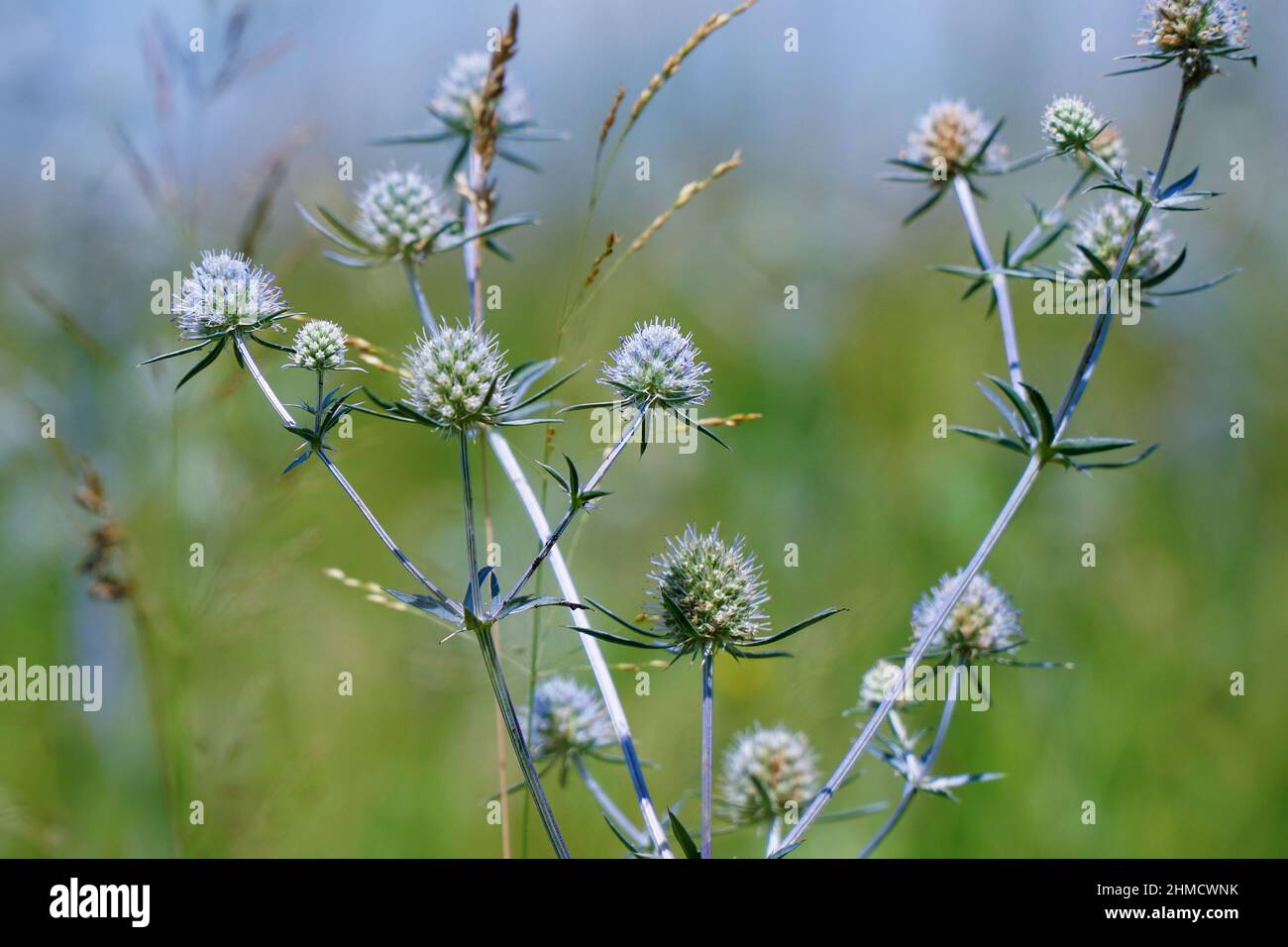 La plante médicinale sauvage Sea Holly ou Eryngium.Eryngium palmatum Banque D'Images