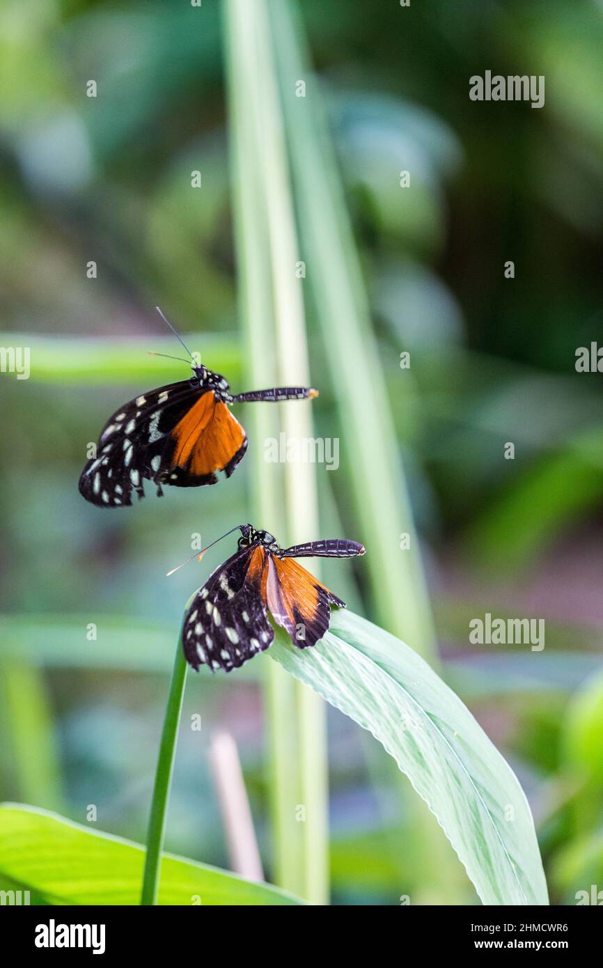 Deux papillons à ailes longues dorées (Heliconius Hecale) pendant le vol d'accouplement. Banque D'Images