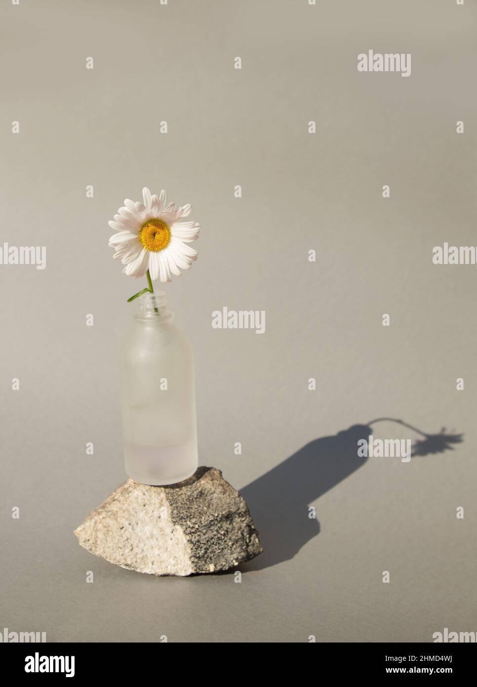 fleur de camomille dans un vase en verre debout sur une pierre sur un fond gris neutre avec des ombres dures. Minimalisme, simplicité Banque D'Images