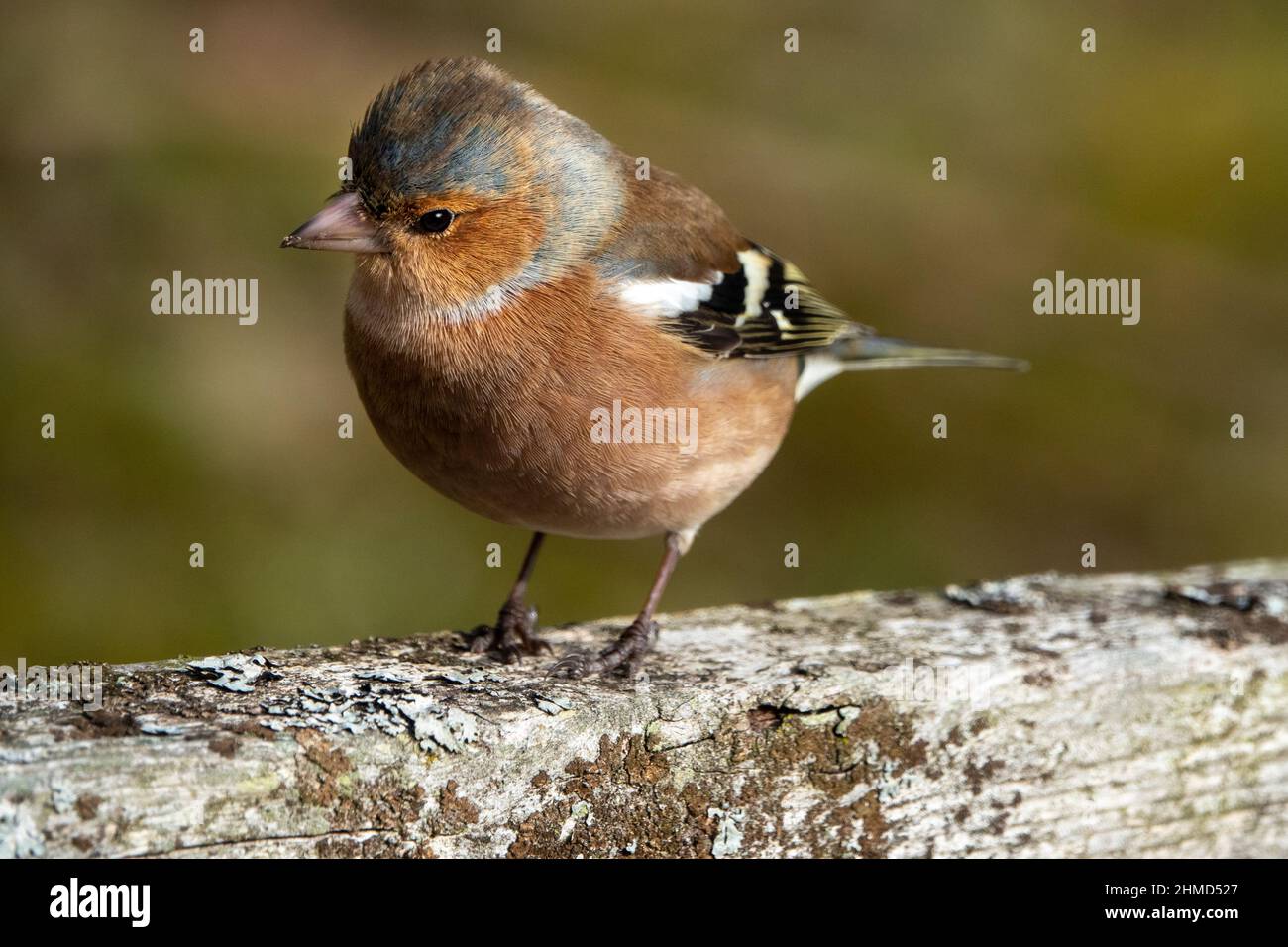 Chaffinch mâle commun assis sur une petite branche de branche sans feuille, Suffolk, Royaume-Uni Banque D'Images