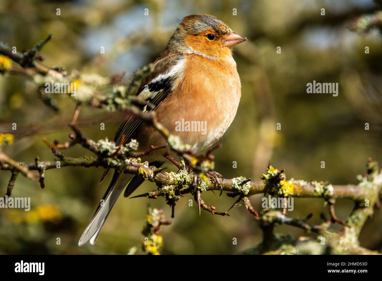 Chaffinch mâle commun assis sur une petite branche de branche sans feuille, Suffolk, Royaume-Uni Banque D'Images