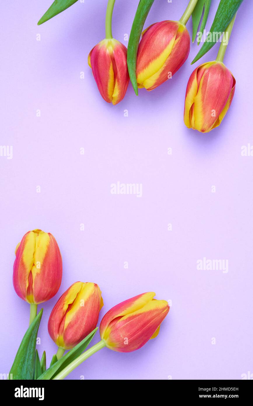 Image florale fraîche et colorée de tulipes orange et jaune sur fond de carte couleur lavande contrastée. Bannière de mise en place à plat avec espace de copie. Vue de dessus. Banque D'Images