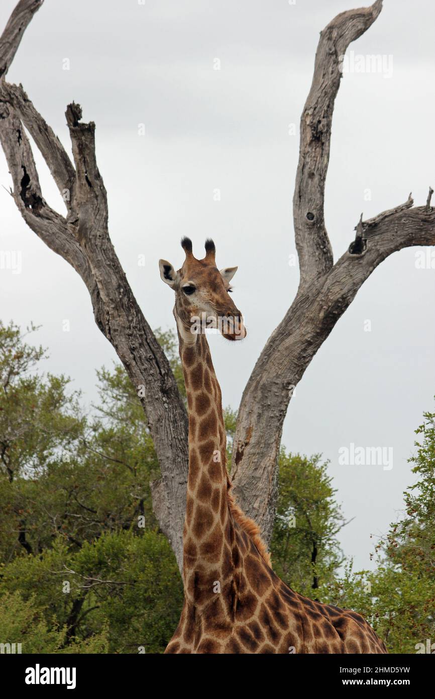 Girafe dans le parc national avec le cou et la tête joliment encadré par deux branches d'un arbre mort dans l'arrière-plan vert avec des arbres épineux en arrière, giraff Banque D'Images