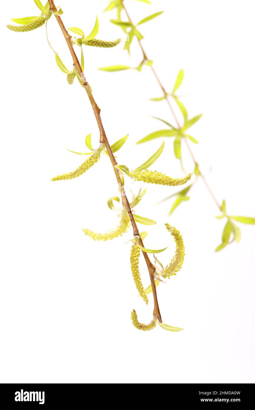 Fleurs jaunes sur saule de babylone (Salix babylonica) sur fond blanc au printemps Banque D'Images