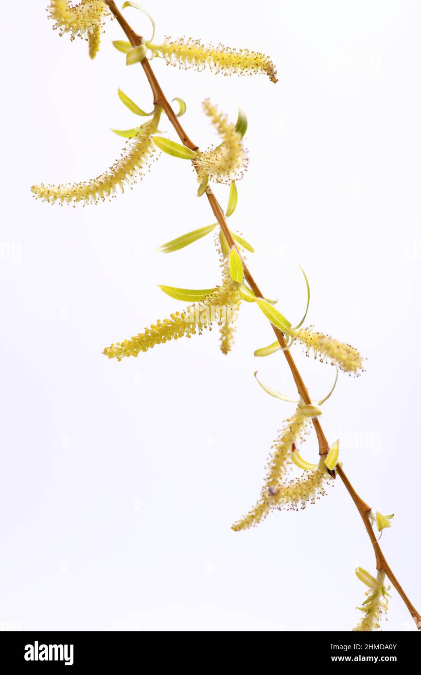 Fleurs jaunes sur saule de babylone (Salix babylonica) sur fond blanc au printemps Banque D'Images