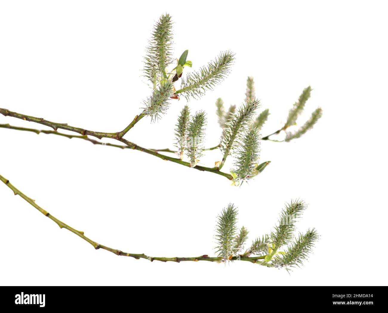 Branche d'un chat de saule isolée sur fond blanc Banque D'Images