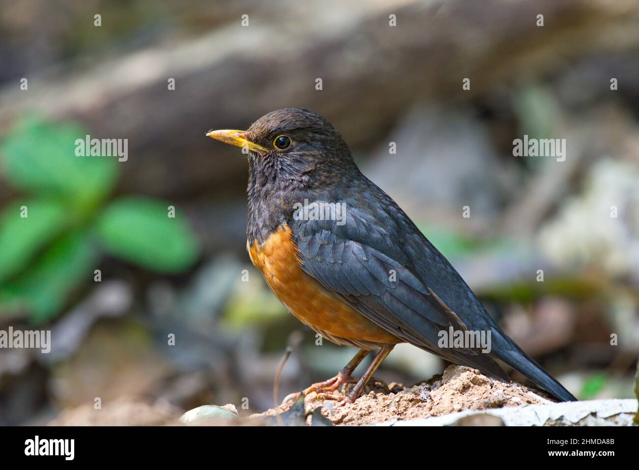 Oiseaux de Laughingthrush Banque D'Images