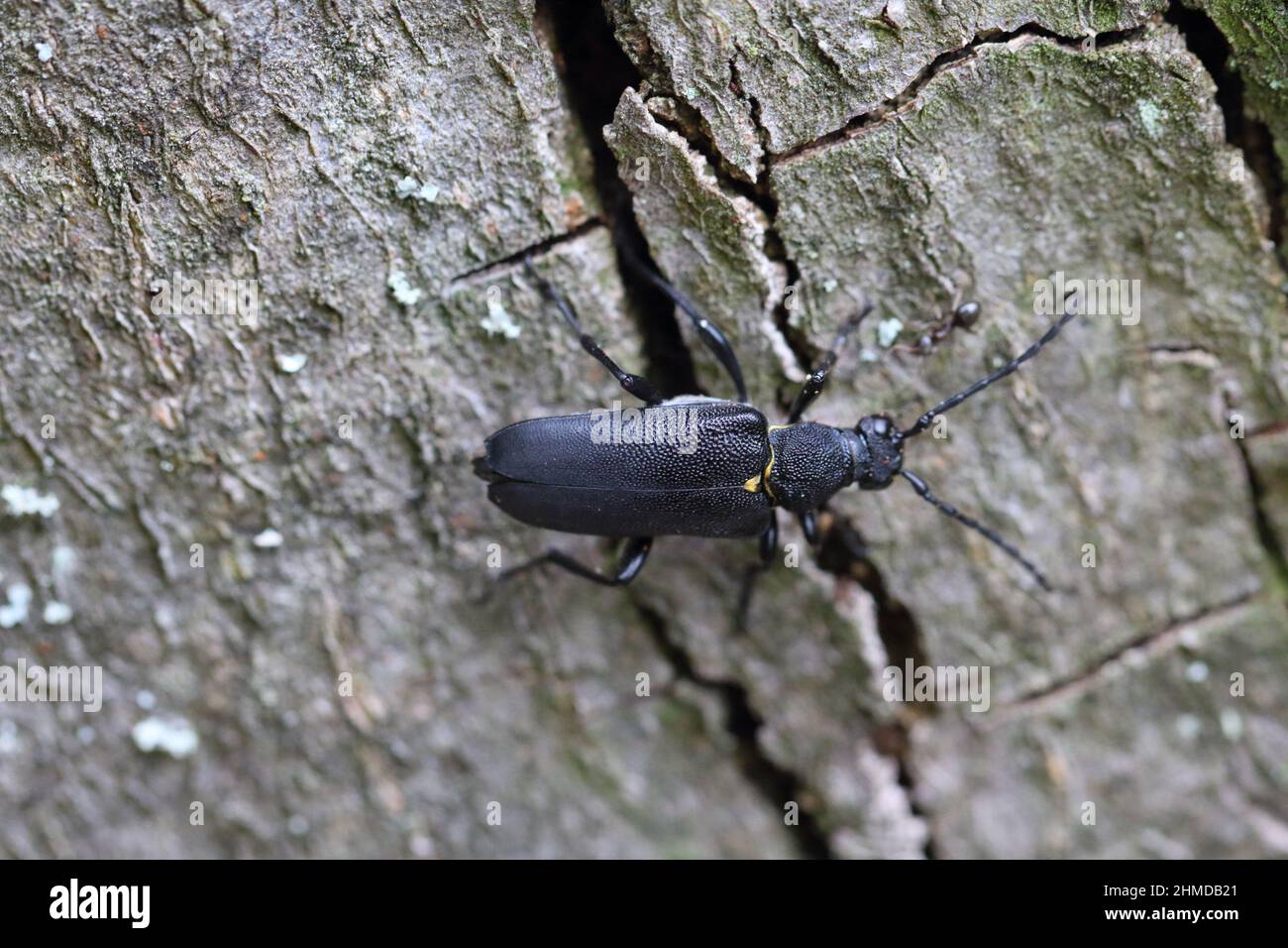 Stiptoleptura scutellata est une espèce de longicorne de fleurs appartenant à la famille des Cerambycidae, sous-famille des Lepturinae. Banque D'Images