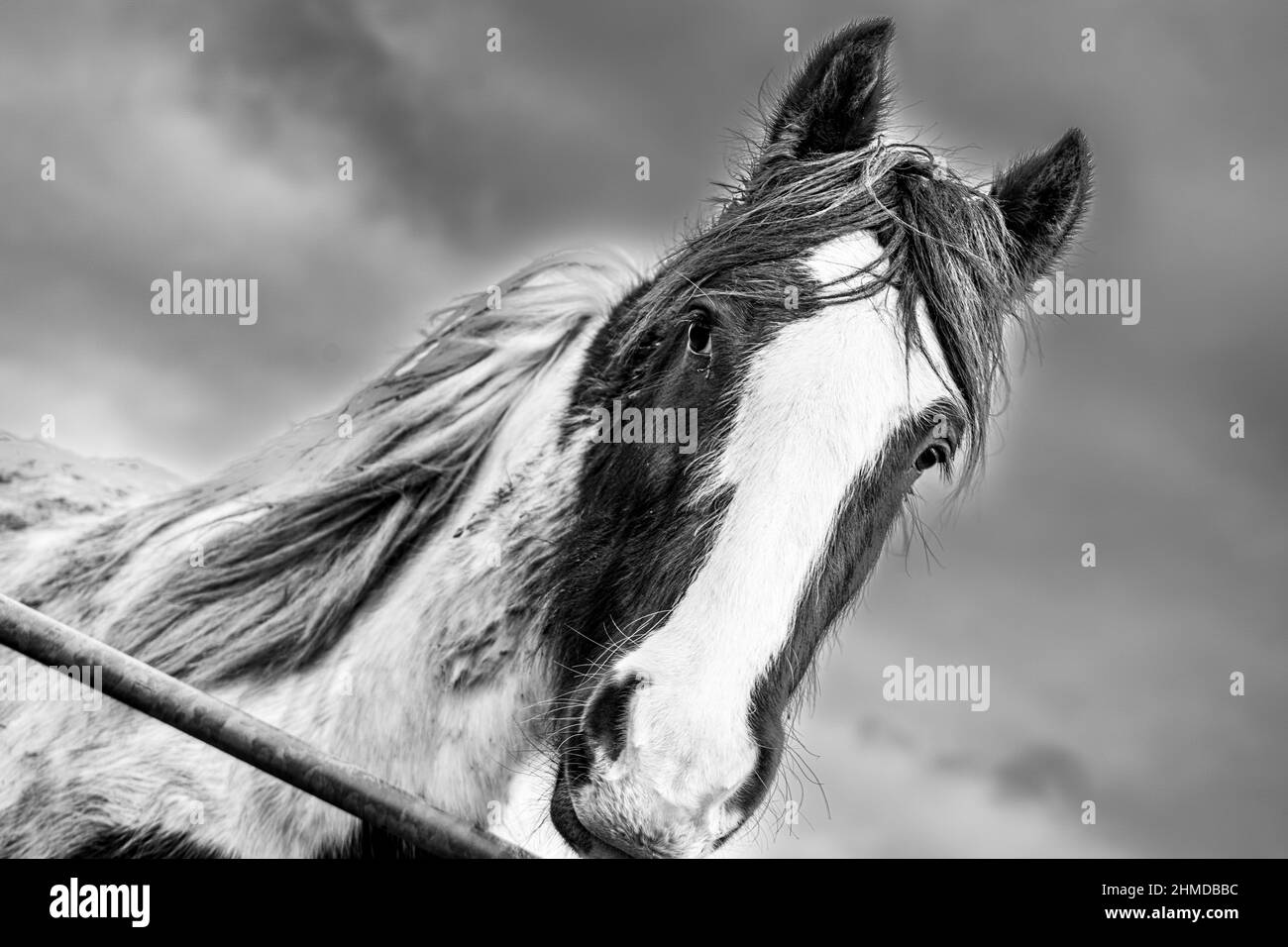 Noir et blanc d'un cheval qui regarde sur la porte des fermiers, près de Bristol, Angleterre Banque D'Images