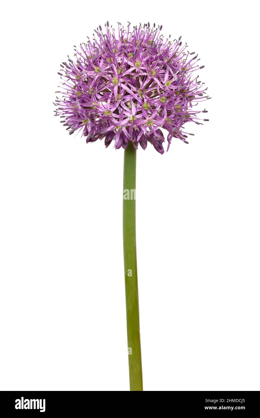 Allium , fleur d'Allium sativum isolée sur fond blanc Banque D'Images