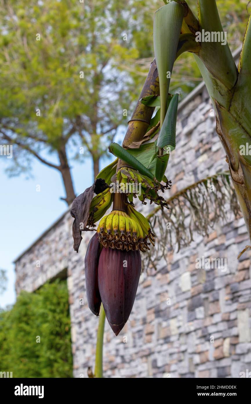 Les bananiers portent des fruits.Gros plan de petites bananes vertes encore peu mûres poussant sur un arbre sur fond de branches de palmier Banque D'Images