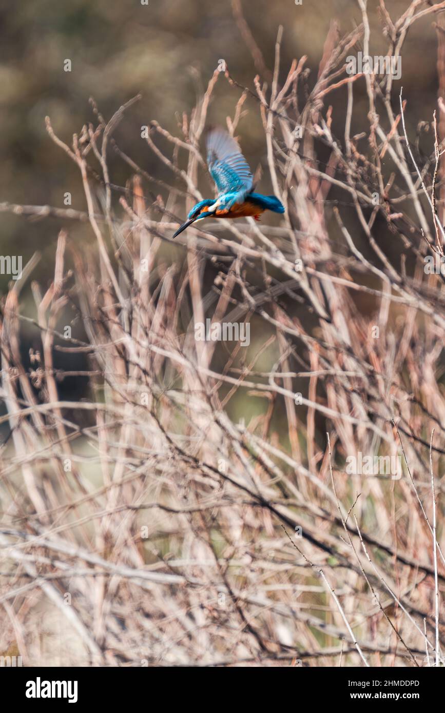 Kingfisher volant et battant des ailes chasse au-dessus de l'eau Banque D'Images