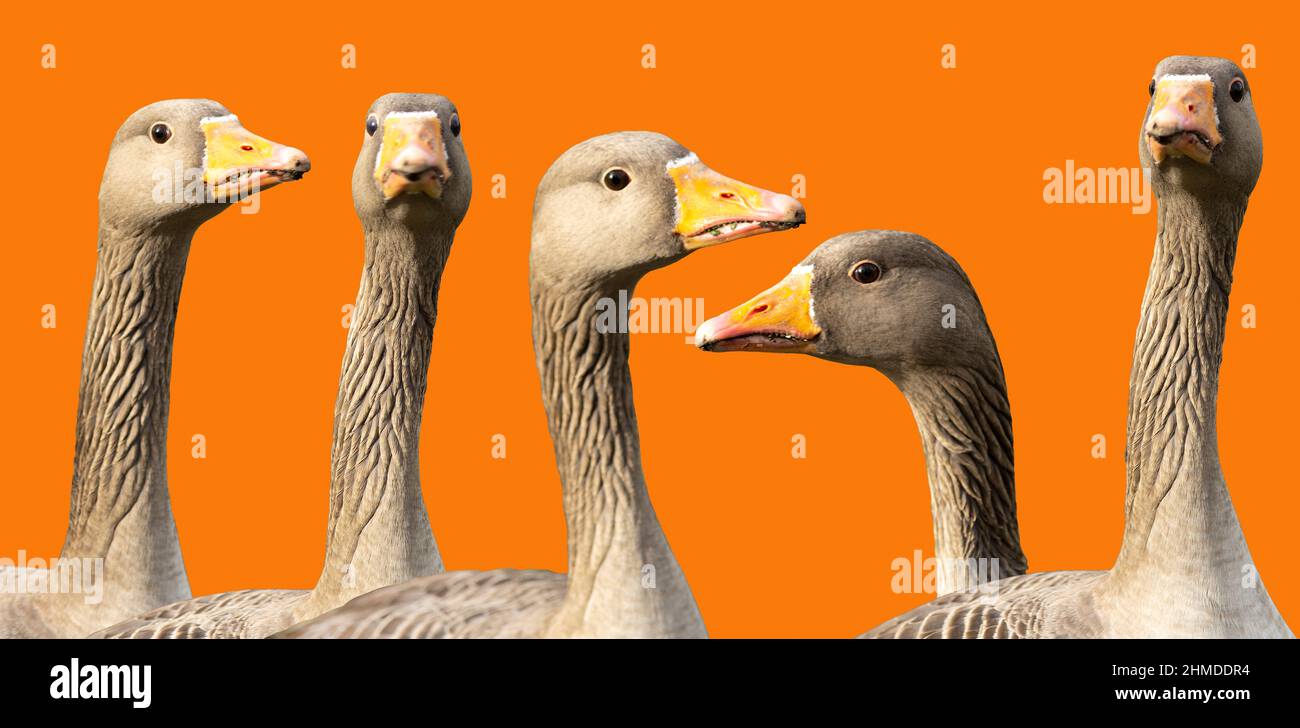Cinq têtes d'oies grises isolées sur un fond orange Banque D'Images