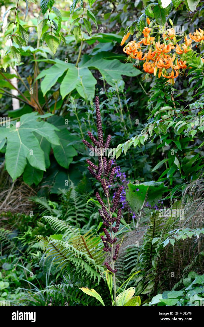 Veratrum nigrum,black false hellebore,lilium henryi,Tetrapanax papyrifer Rex,orange brun brushy fleurs,mélange de plantation,combinaison,lilium verat Banque D'Images