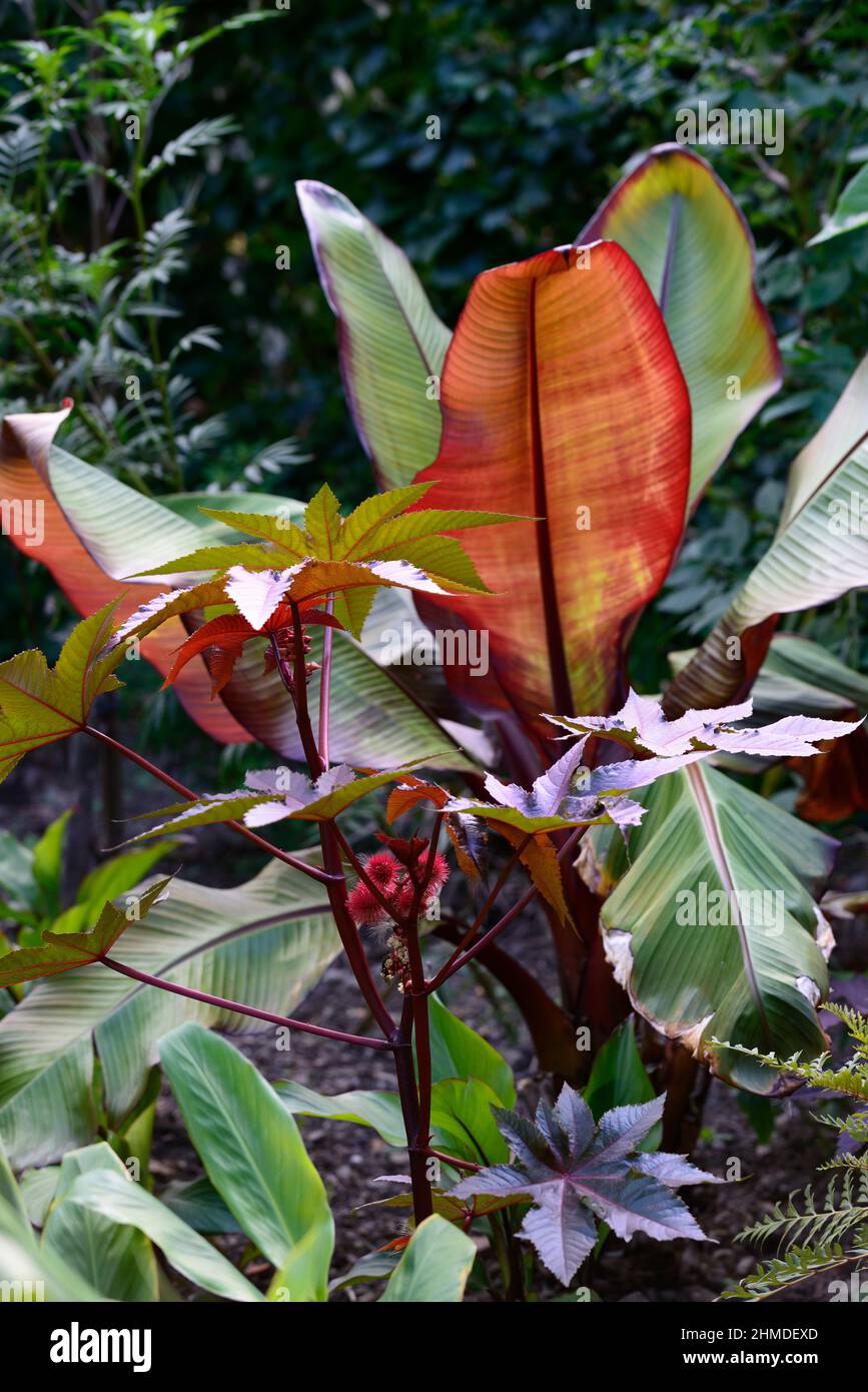 ricinus communis,feuilles foncées,feuillage foncé,plante à huile de ricin,Ensete ventricosum Maurelii,banane éthiopienne,banane abyssinienne,banane rouge,musa,ensete,mélange,m Banque D'Images