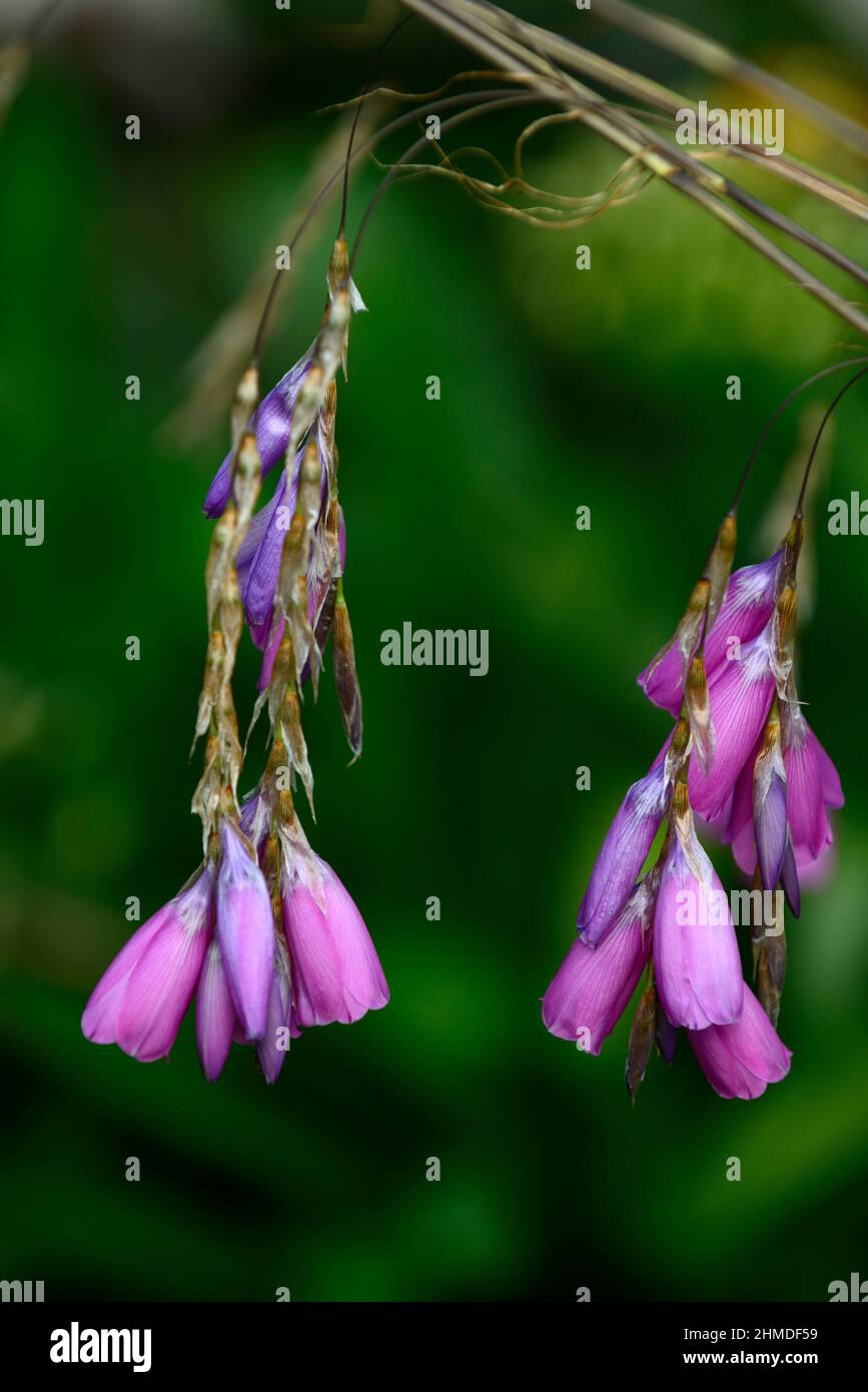Dierama pulcherrimum,fleurs violettes roses,fleurs,vivaces,arbing,bancale,pendante,en forme de cloche,anges de pêche tiges,RM Floral Banque D'Images