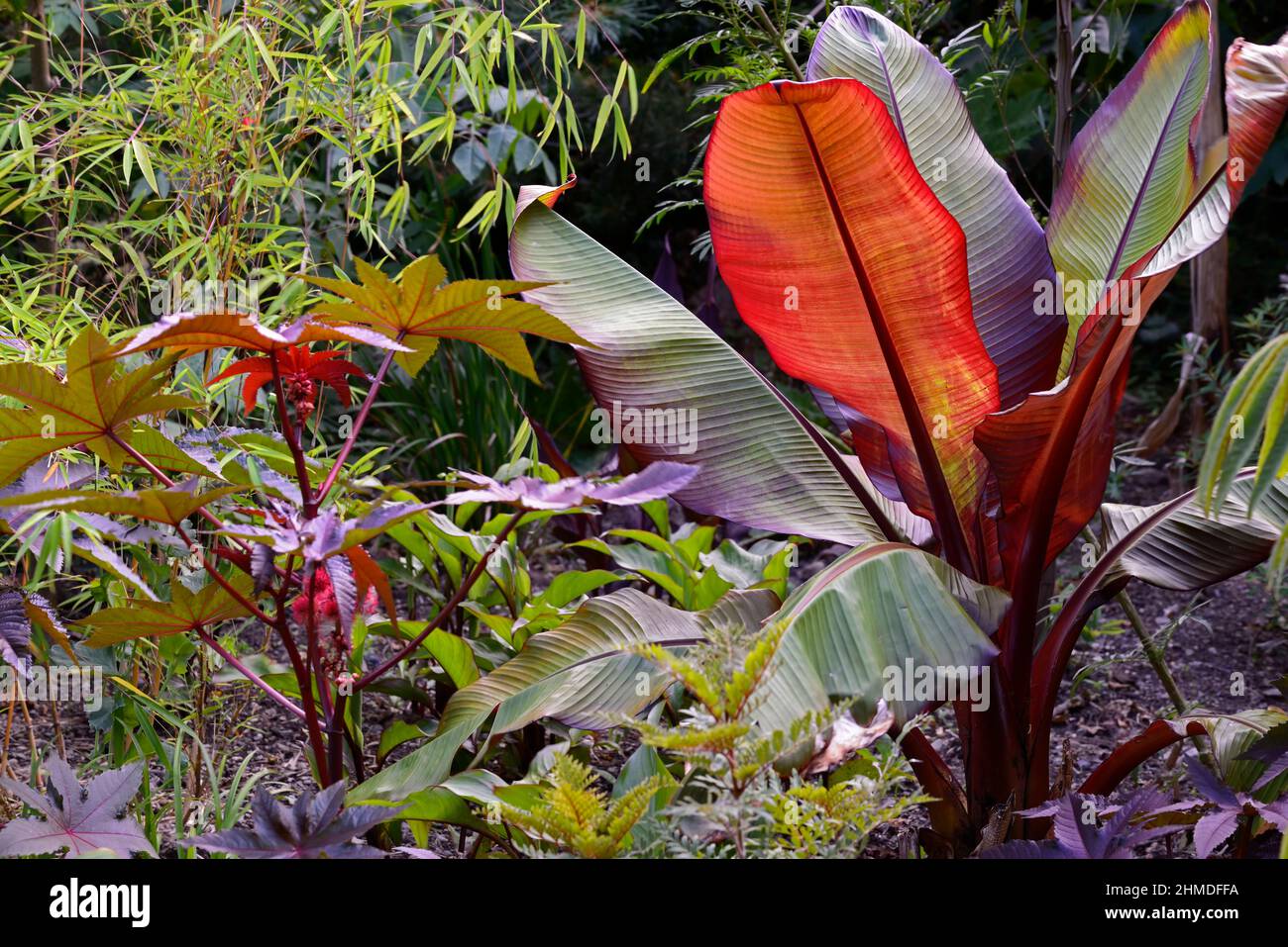 ricinus communis,feuilles foncées,feuillage foncé,plante à huile de ricin,Ensete ventricosum Maurelii,banane éthiopienne,banane abyssinienne,banane rouge,musa,ensete,mélange,m Banque D'Images