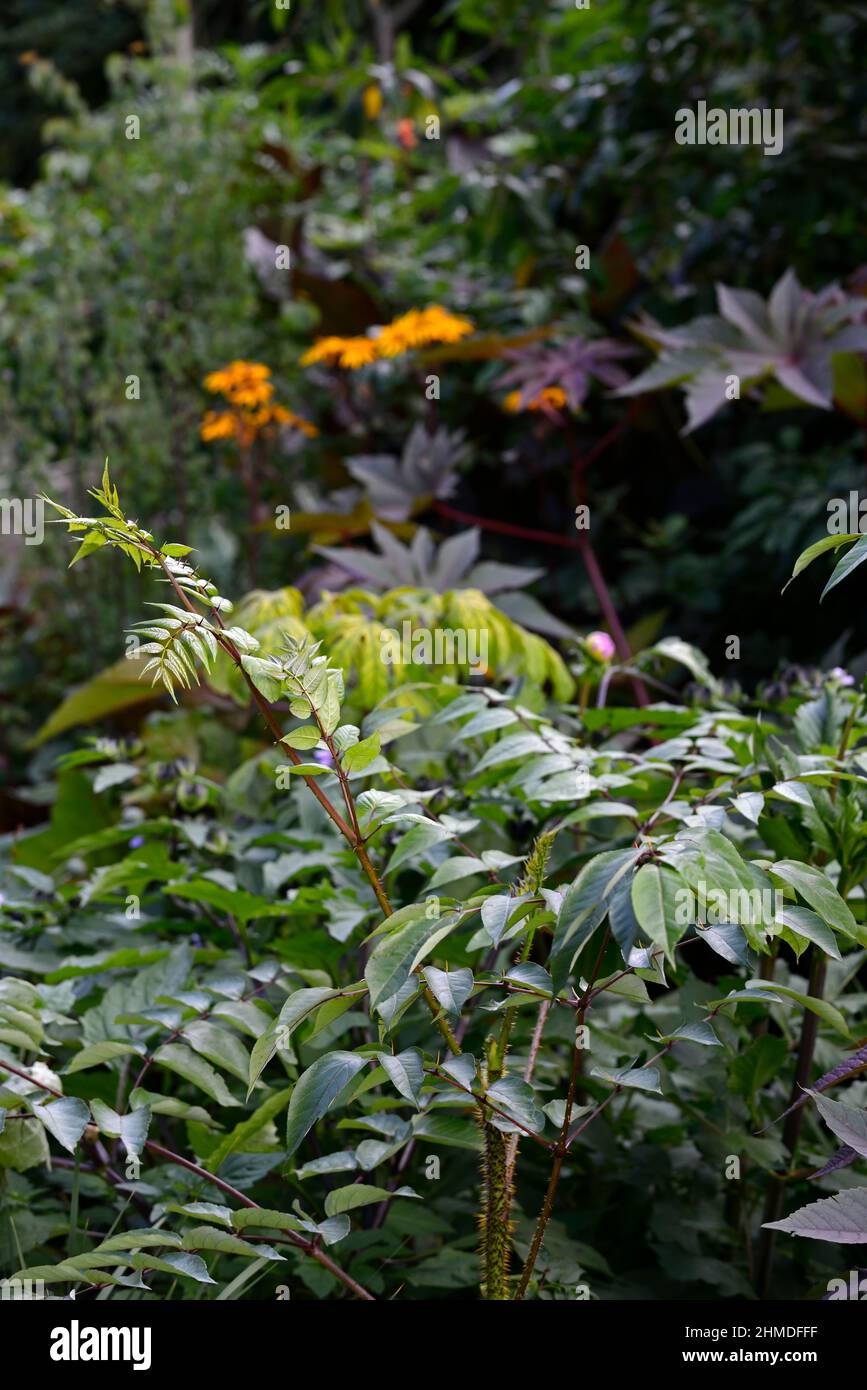 Aralia echinocaulis,kalopanax septemlobus var maximowiczii,ricinus communis,feuilles foncées,feuillage foncé,plante à huile de ricin,Ensete ventricosum Maurelii,ETHI Banque D'Images