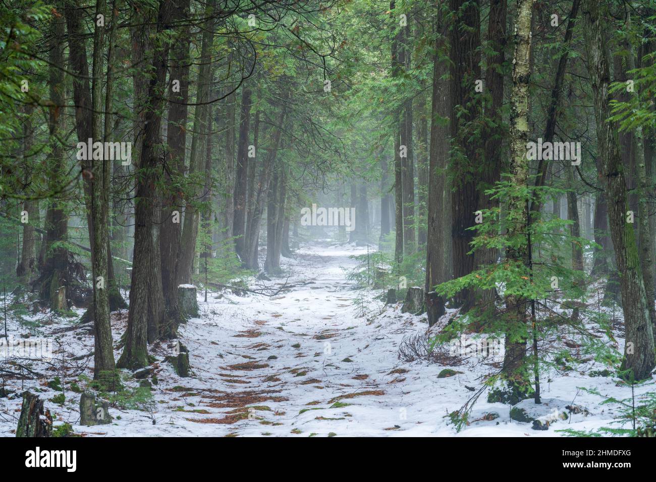 Un léger brouillard donne une sensation mystérieuse à une promenade de l'après-midi avec le chien le long d'un sentier dans la forêt boréale de Baileys Harbour, dans le comté de Door, Wisconsin. Banque D'Images