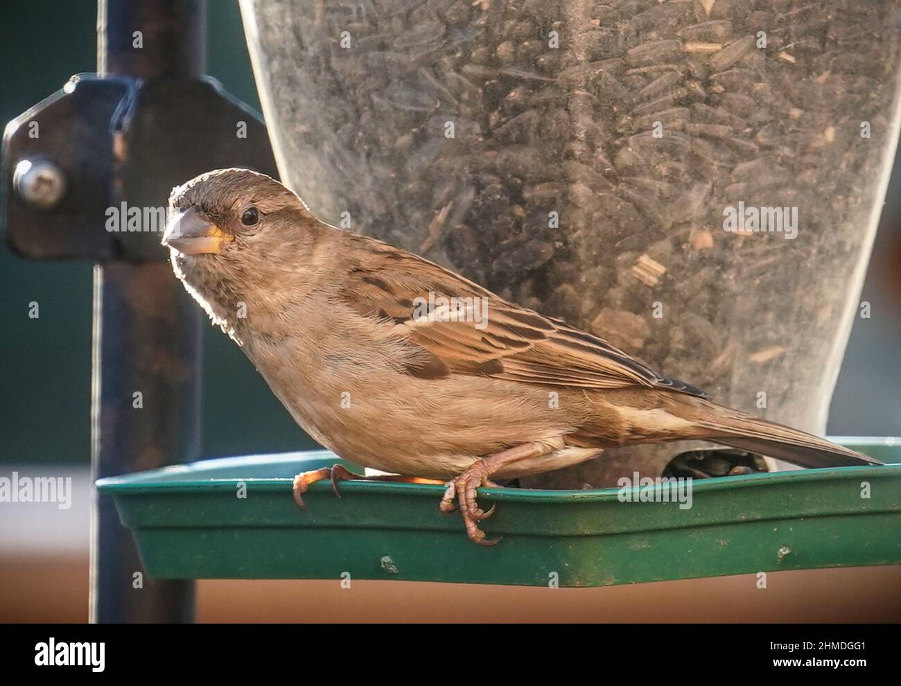 Petit Bruant sur le mangeoire à oiseaux Banque D'Images