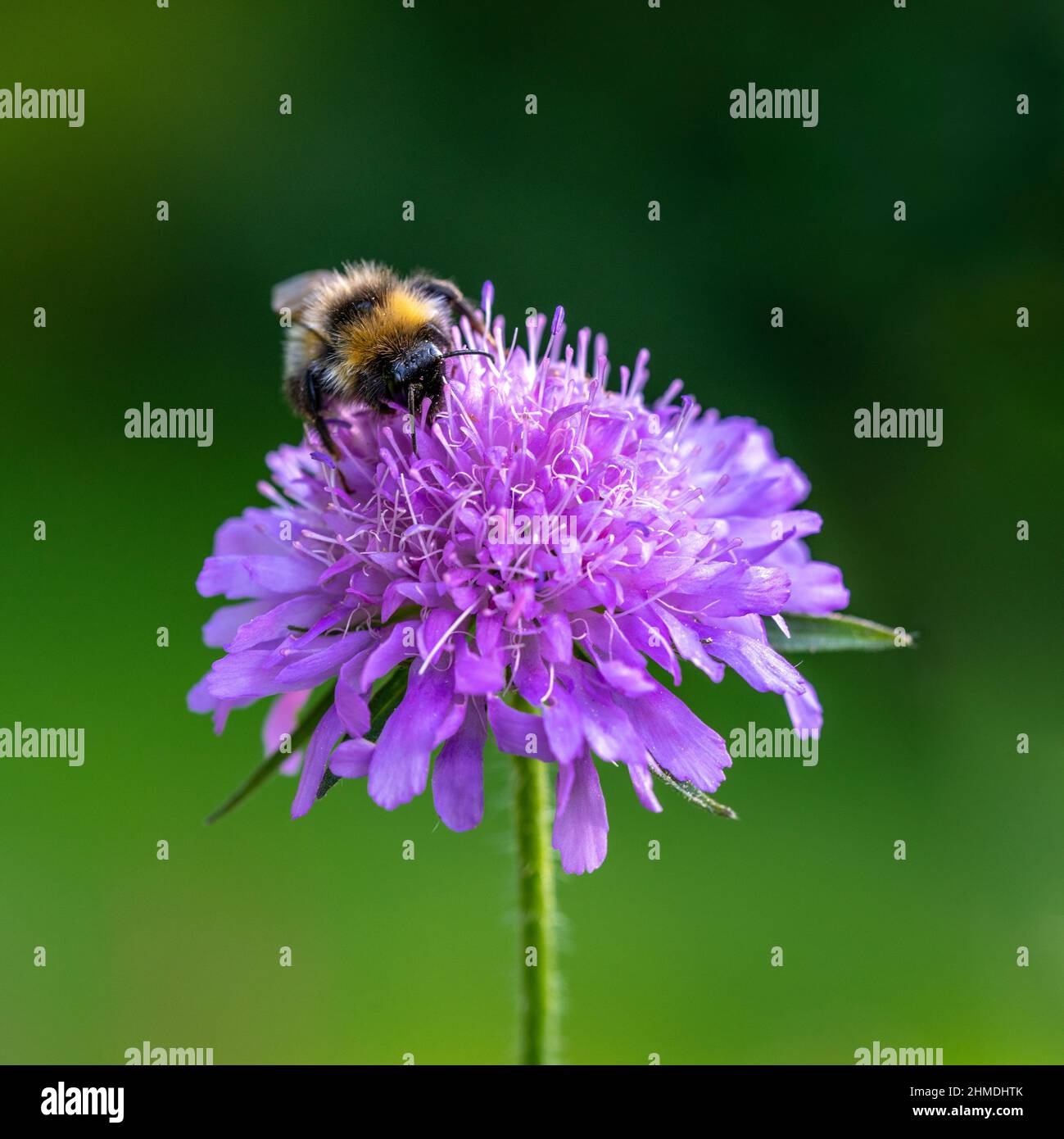 Belle fleur bleu lavande avec pollinisateur d'abeilles bourdonnantes. Plante de jardin avec un fond vert. Fleur de coussin de pin caucasien. Violet scabiosa. Banque D'Images