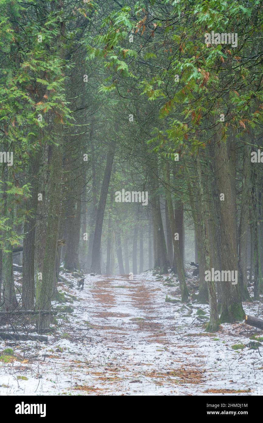 Un léger brouillard donne une sensation mystérieuse à une promenade de l'après-midi avec le chien le long d'un sentier dans la forêt boréale de Baileys Harbour, dans le comté de Door, Wisconsin. Banque D'Images