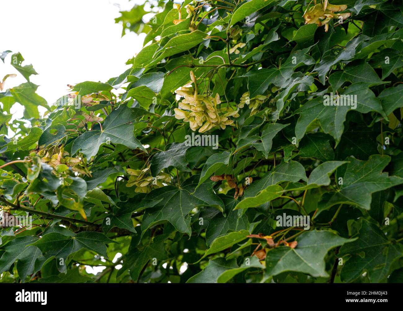 Acer cappadocicum, Acer laetum, érable Cappadocien, Acer colchicum, Sapindaceae. Feuillage d'érable à la fin de l'été, avec des gousses de graines formées. Banque D'Images