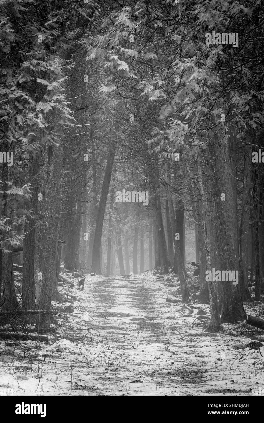 Un léger brouillard donne une sensation mystérieuse à une promenade de l'après-midi avec le chien le long d'un sentier dans la forêt boréale de Baileys Harbour, dans le comté de Door, Wisconsin. Banque D'Images