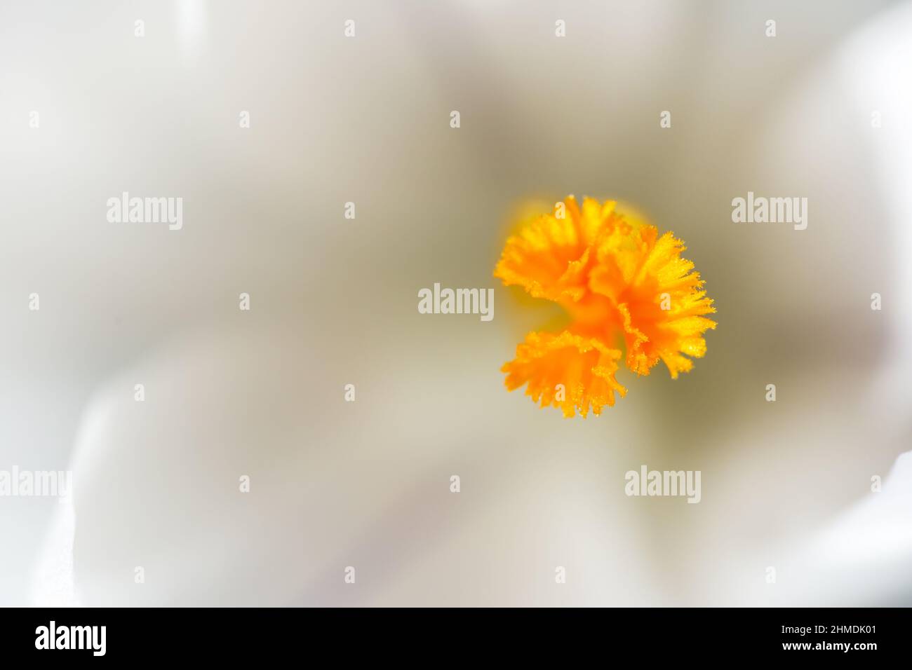 Macro abstraite du pistil d'une fleur de crocus blanc Banque D'Images