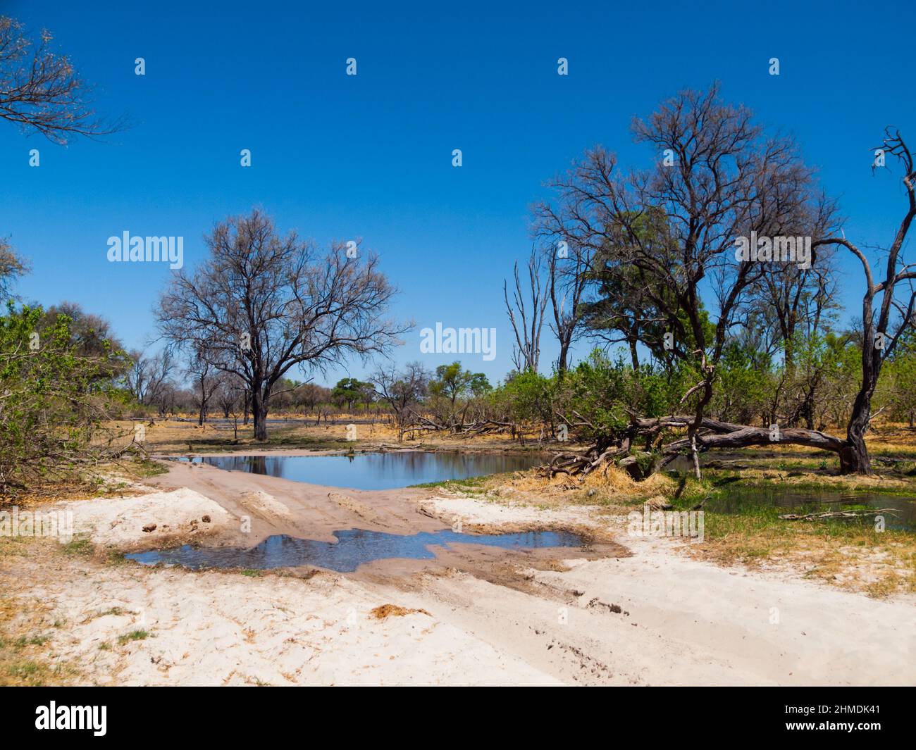 Route inondée dans le delta d'Okavango Banque D'Images