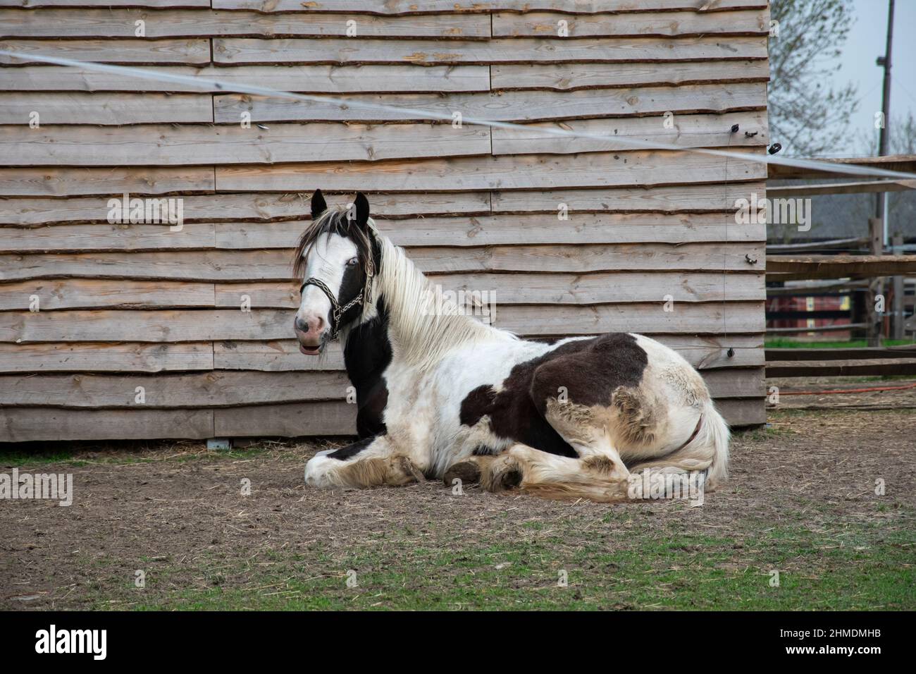 Blanc avec des yeux de cheval brun et noir et gris-bleu repose dans le pré à côté de l'écurie Banque D'Images