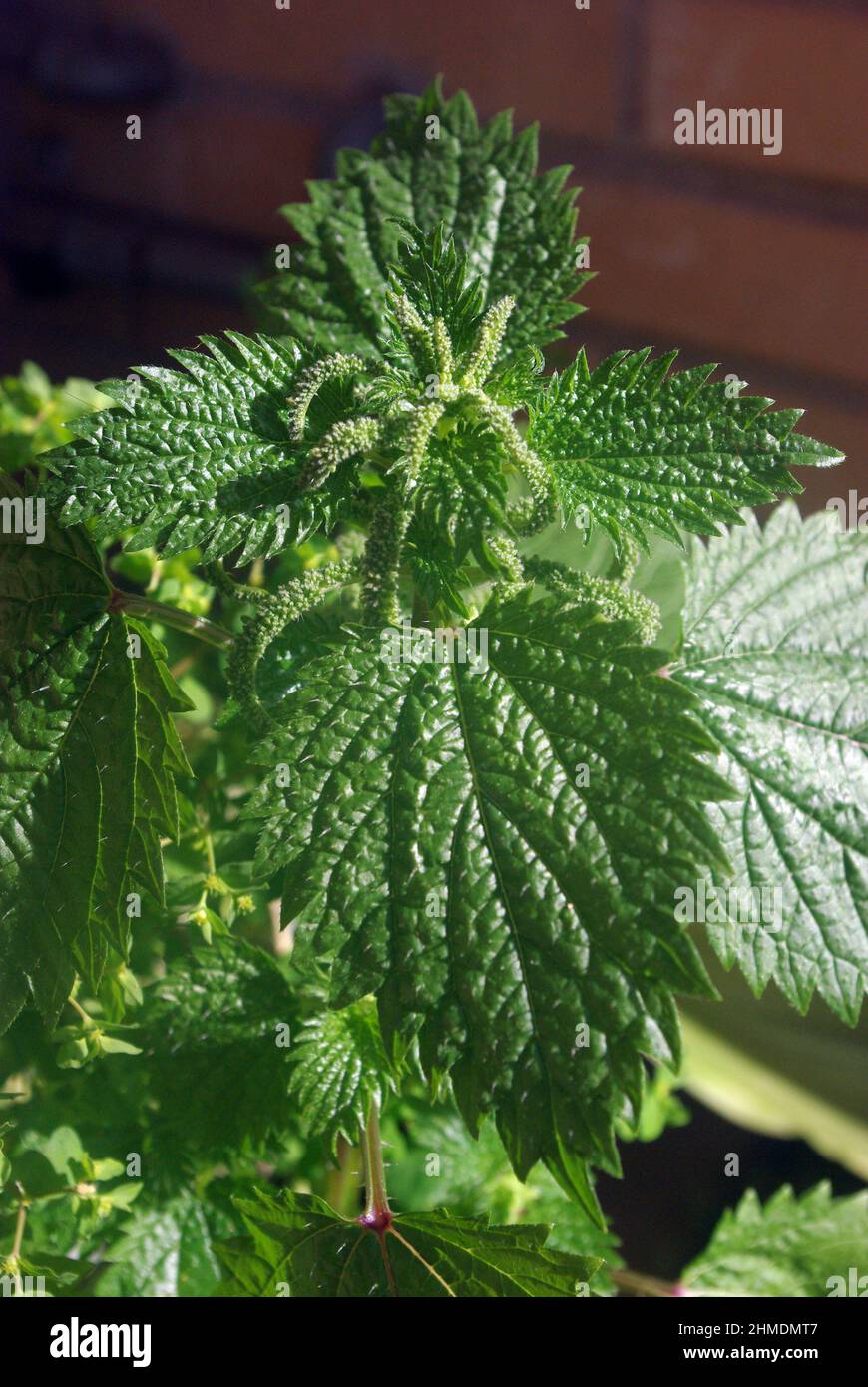 Urtica dioica, souvent connu sous le nom d'ortie commune, ortie de brûlure, ortie de piqûre Banque D'Images