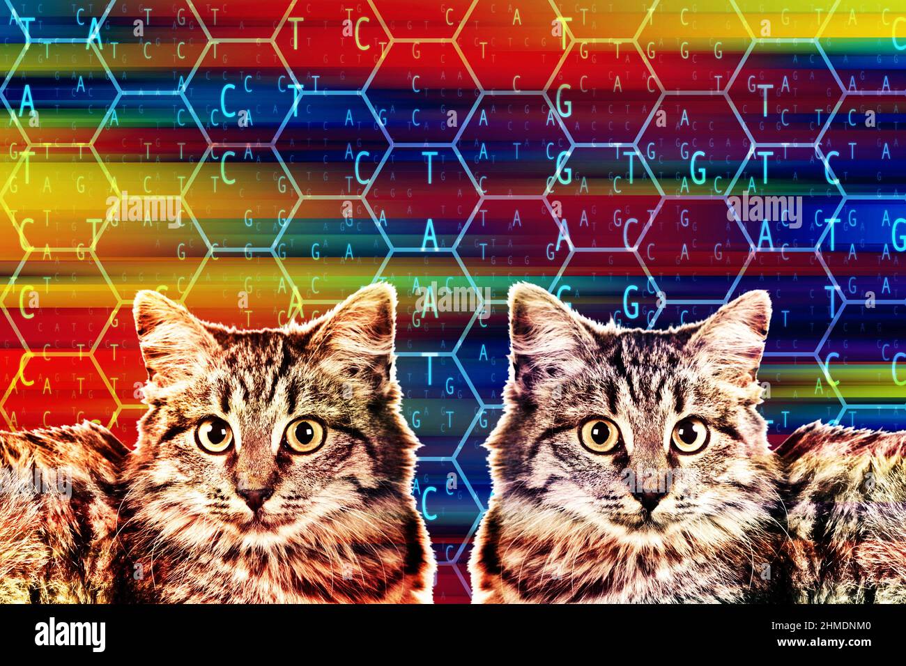 concept de clonage pet cat Banque D'Images