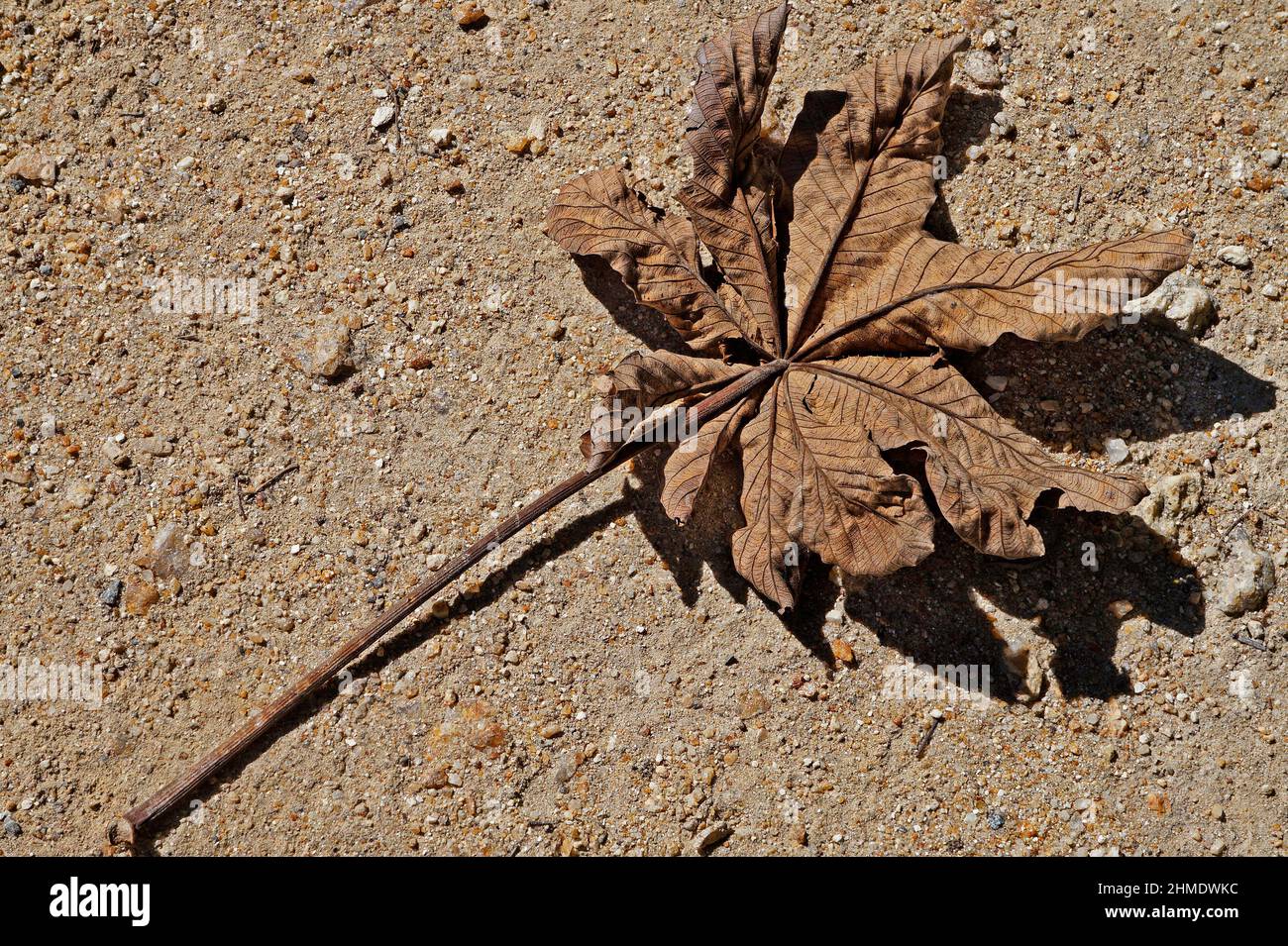 Feuille séchée dans le sol Banque D'Images