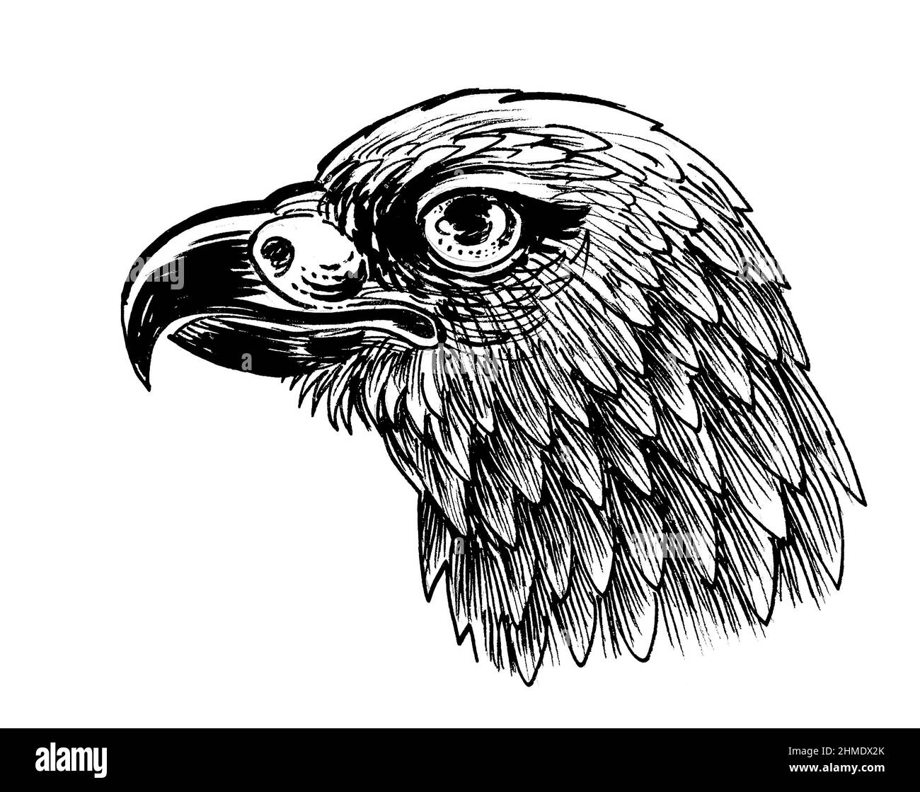 Tête d'oiseau de l'aigle. Dessin noir et blanc Encre Banque D'Images