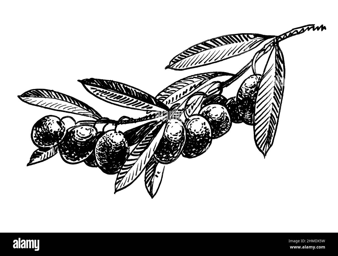 Dessin rameau olivier Banque d'images noir et blanc - Alamy