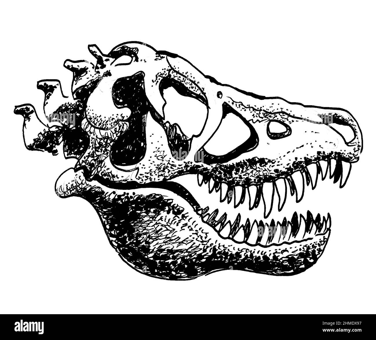 Crâne de Tyrannosaurus. Dessin noir et blanc Banque D'Images