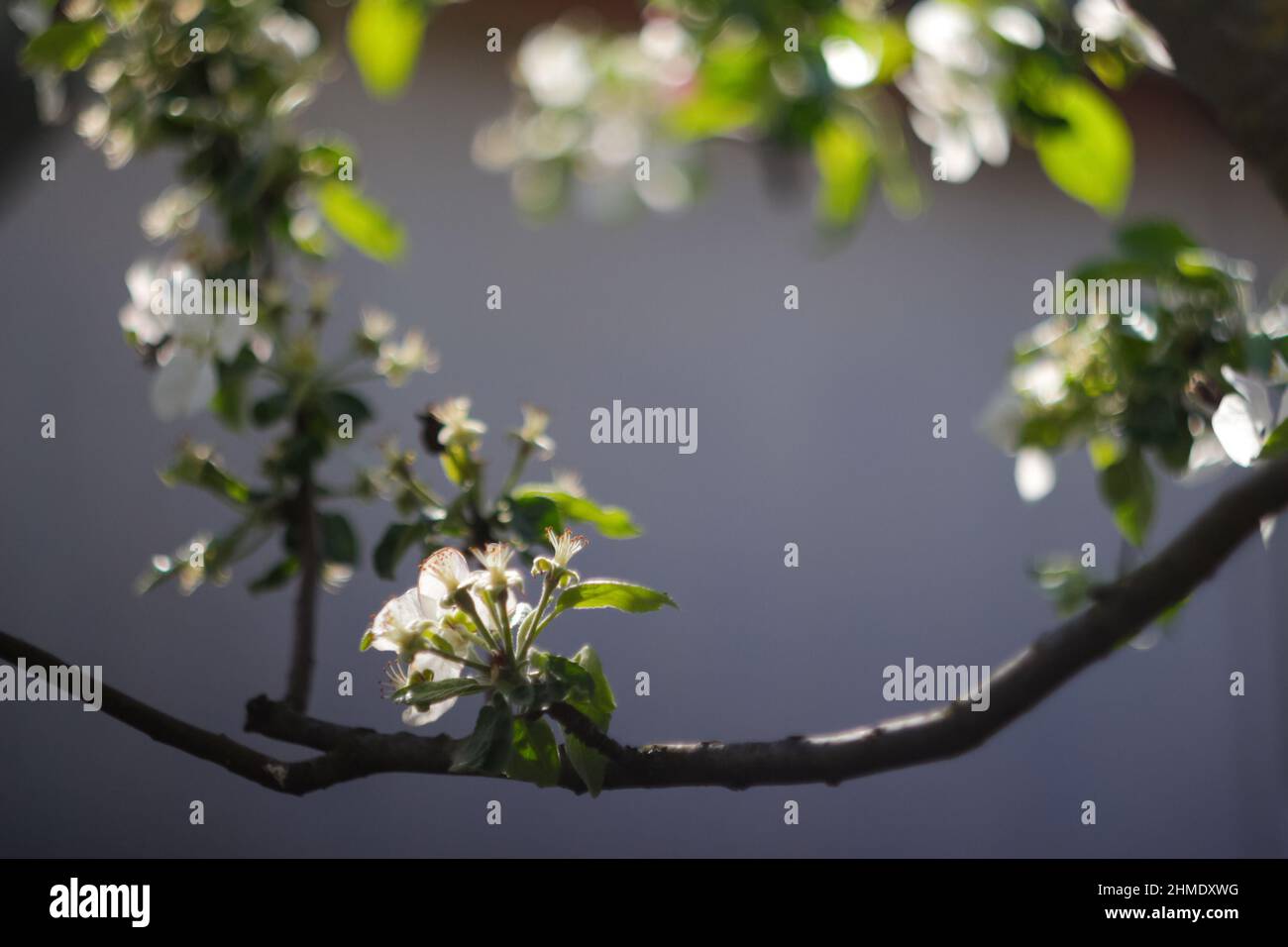 Refocalisation de la branche du ressort. De belles branches de bourgeon de pomme blanche fleurissent sur l'arbre sur fond gris. Fleurs d'abricot pendant la saison de printemps dans le parc. Par Banque D'Images