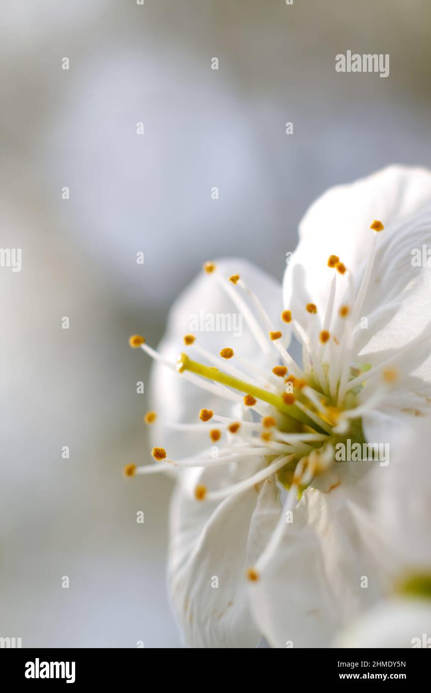 Effet de flou artistique sur la fleur de printemps. Belle macro de bourgeon de cerisier blanc fleurit sur l'arbre sur fond de nature. Fleurs floues pendant la saison de printemps dans le parc. Par Banque D'Images