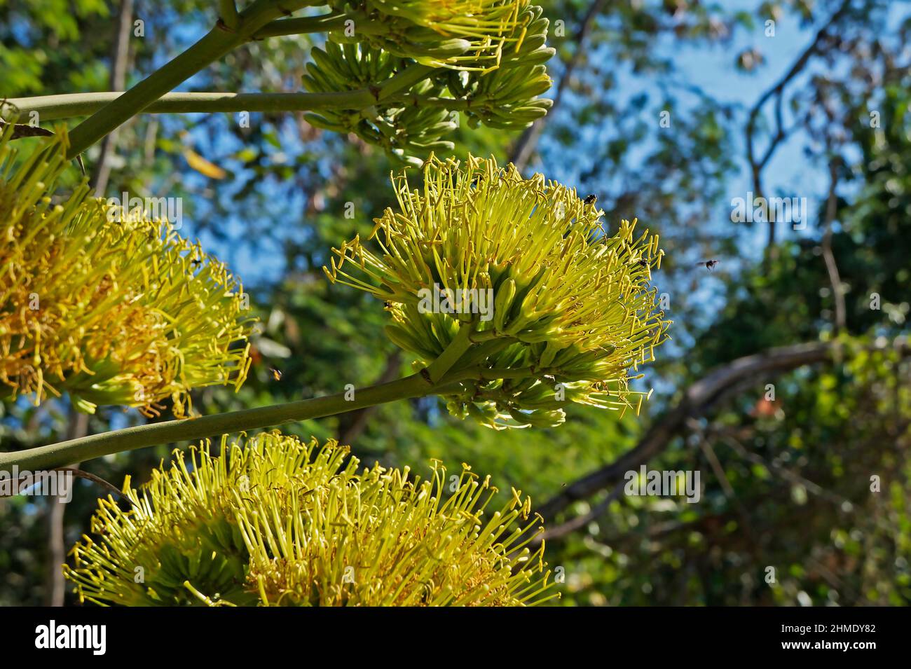 Fleurs d'Agave dans le jardin Banque D'Images